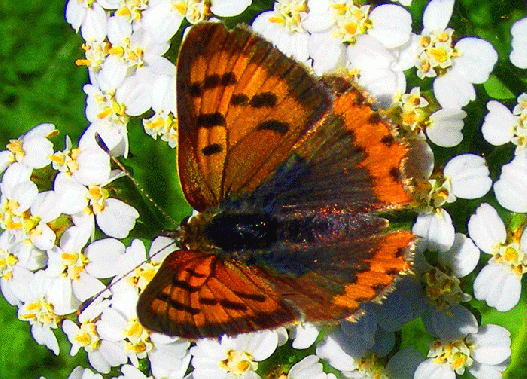 2008-09-dibf-Kleiner Feuerfalter - Odenwald