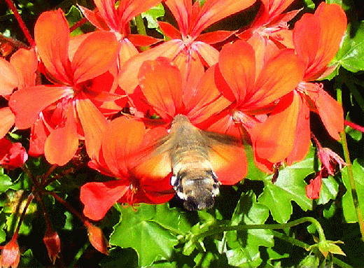 2008-09-dj-Taubenschwanz im Schwebeflug vor Geranien - Odenwald