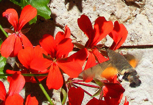 2008-09-dja-Taubenschwanz im Schwebeflug vor Geranien