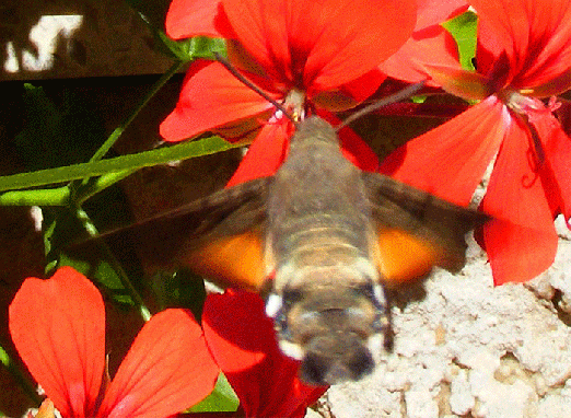 2008-09-djd-Taubenschwanz im Schwebeflug vor Geranien