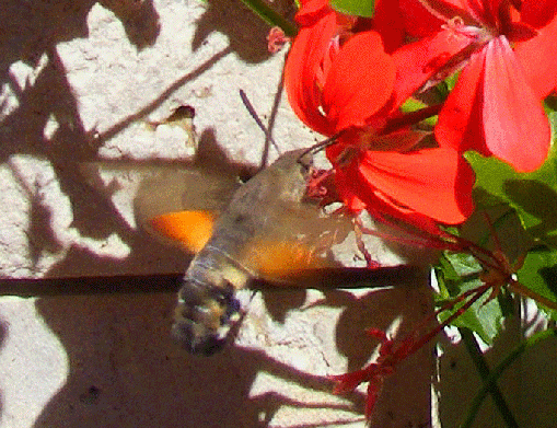 2008-09-dje-Taubenschwanz im Schwebeflug vor Geranien