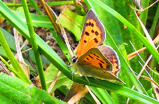 2008-09-gbt-Kleiner Feuerfalter - Odenwald