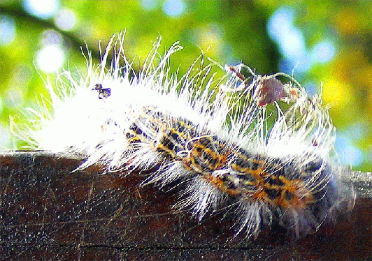 2008-09-gbv-Kleine Raupe - Odenwald