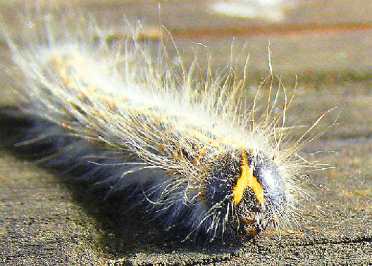 2008-09-gbvd-Kleine Raupe - Odenwald