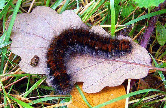 2008-10-atd-Raupe auf Eichenblatt - Odenwald