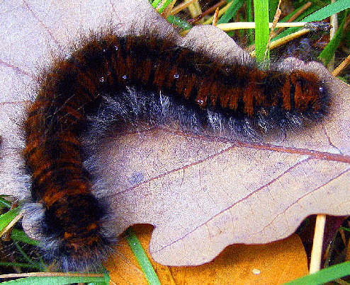 2008-10-atda-Raupe auf Eichenblatt - Odenwald