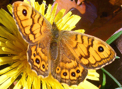2008-10-cckd-Schmetterling Name? - Odenwald