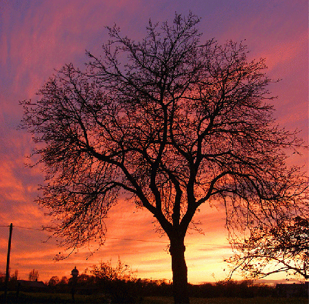 2008-11-cdna-Sonnenuntergang bei Feudenheim