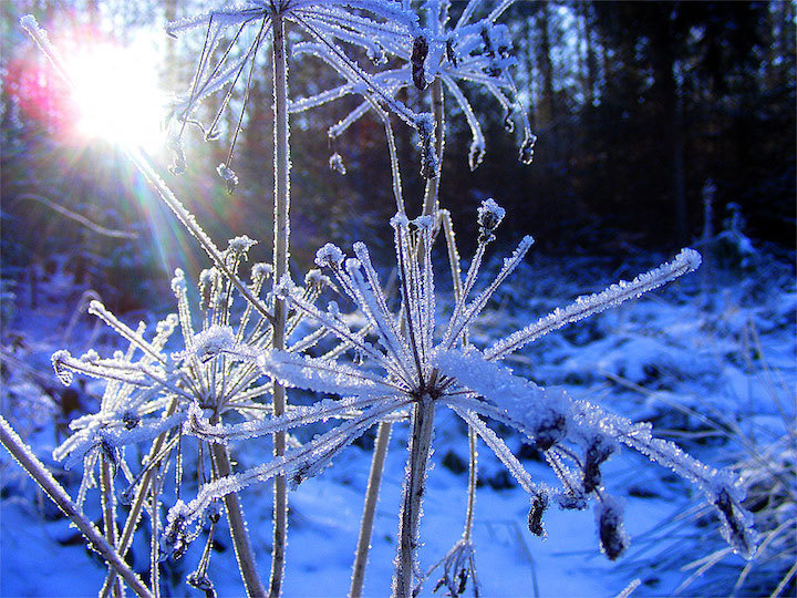 2009-01-cgv-eiskristallblume-x