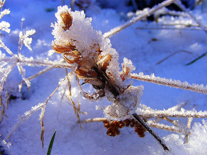 2009-01-cha-eiskristallgras-xx