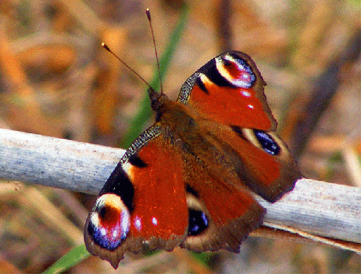 2009-04-ajc-Tagpfauenauge - Odenwald