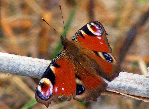 2009-04-ajd-Tagpfauenauge