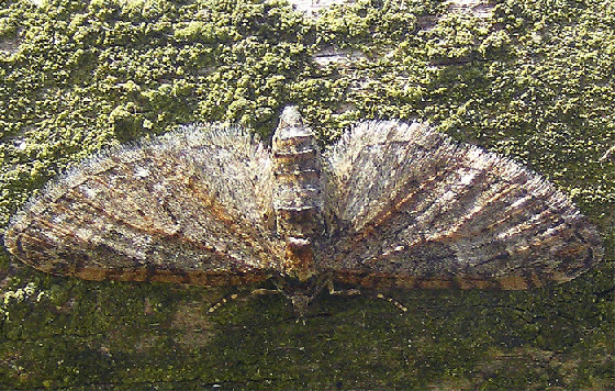 2009-04-caw-Birkenspanner - Odenwald