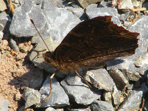 2009-04-cbx-Tagpfauenauge - Odenwald