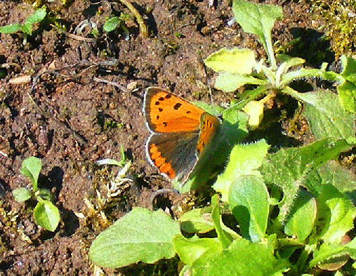 2009-04-dab-Kleiner Feuerfalter - Odenwald