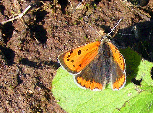 2009-04-dae-Kleiner Feuerfalter - Odenwald