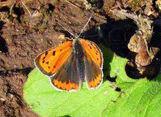 2009-04-daf-Kleiner Feuerfalter - Odenwald