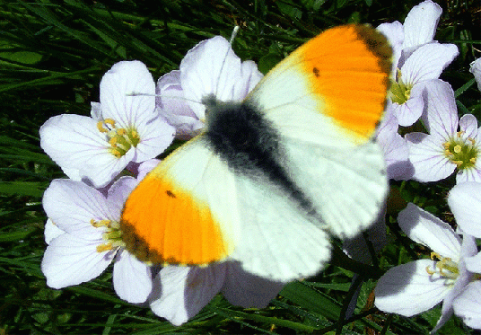 2009-04-dayb-Aurorafalter - Odenwald