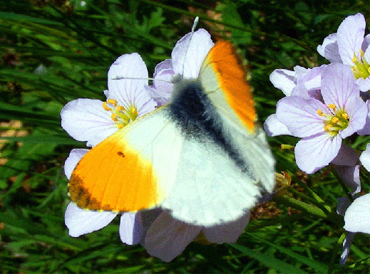 2009-04-dayc-Aurorafalter - Odenwald