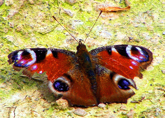 2009-04-eara-Tagpfauenauge - Odenwald