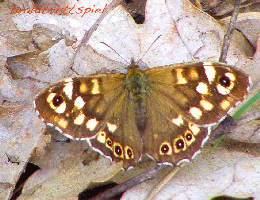 2009-04-eau-Waldbrettspiel - Odenwald