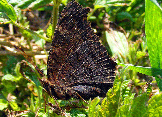 2009-04-ebfb-Tagpfauenauge - Odenwald