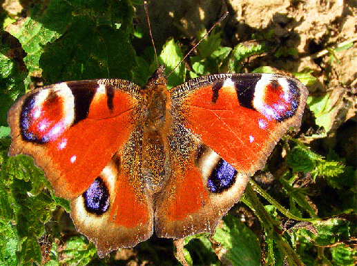 2009-04-ebfj-Tagpfauenauge - Odenwald