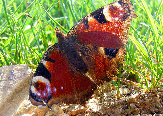 2009-04-ebfm-Tagpfauenauge - Odenwald