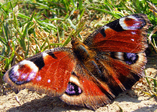 2009-04-ebfo-Tagpfauenauge - Odenwald