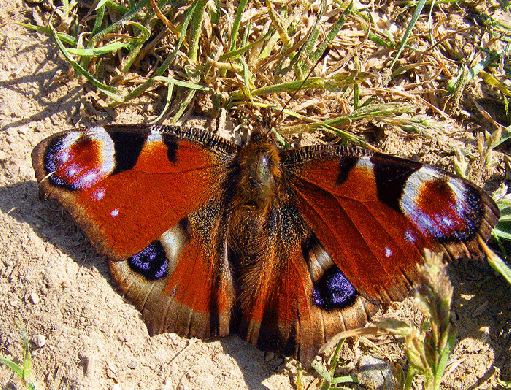 2009-04-ebfp-Tagpfauenauge - Odenwald