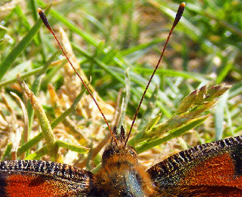 2009-04-ebfq-Tagpfauenauge im Detail  -  Odenwald