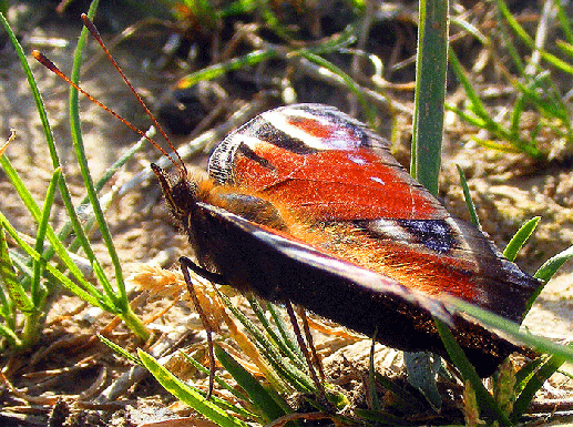 2009-04-ebfu-Tagpfauenauge - Odenwald