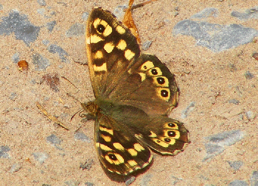 2009-05-aeha-Waldbrettspiel - Odenwald