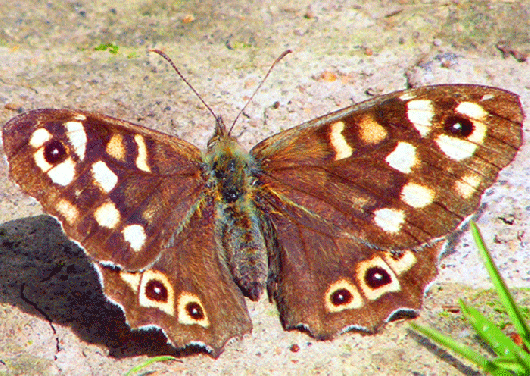 2009-05-bjb-Waldbrettspiel - Odenwald