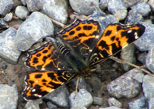 2009-05-bma-Landkärtchen - Odenwald