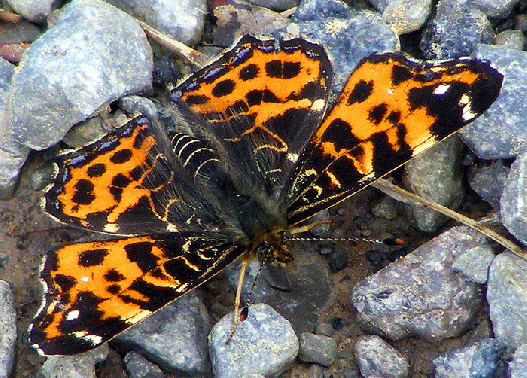 2009-05-bmb-Landkärtchen - Odenwald