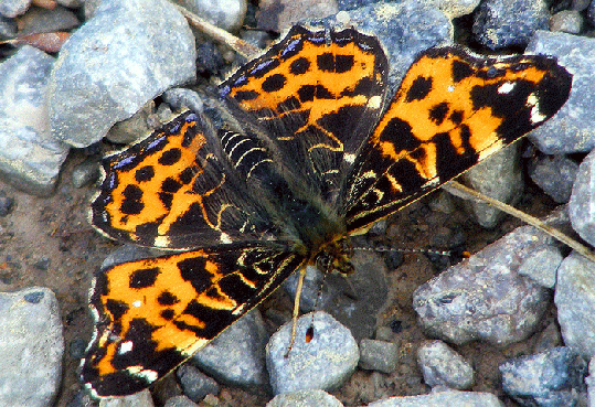 2009-05-bmc-Landkärtchen - Odenwald