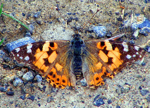 2009-05-bpa-Distelfalter - Odenwald