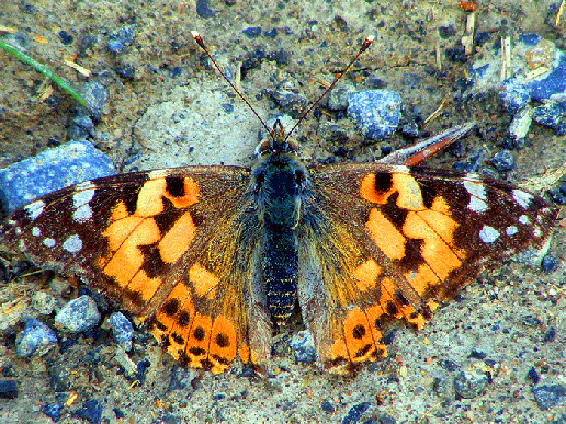 2009-05-bpb-Distelfalter - Odenwald