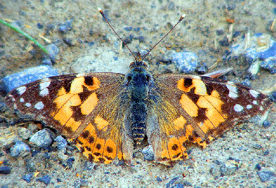 2009-05-bpc-Distelfalter - Odenwald