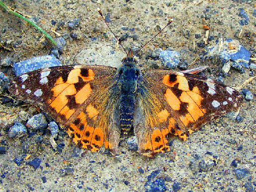 2009-05-bpf-Distelfalter - Odenwald