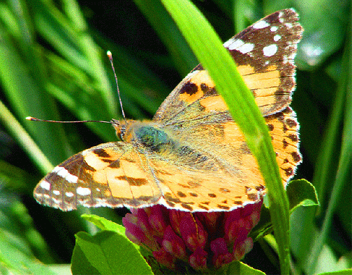 2009-05-cfu-Distelfalter - Odenwald