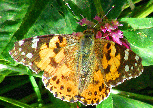 2009-05-cgeb-Distelfalter - Odenwald