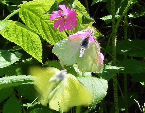 2009-05-cgkb-Zitronenfalter-Pärchen - Odenwald