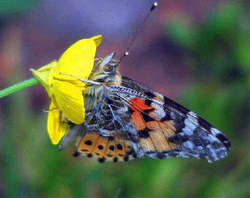 2009-05-cgo-Distelfalter auf Hahnenfuß - Odenwald