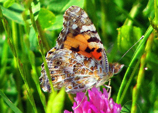 2009-05-cgs-Distelfalter auf Rotklee - Odenwald