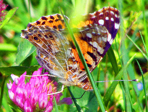 2009-05-cgsb-Distelfalter auf Rotklee - Odenwald