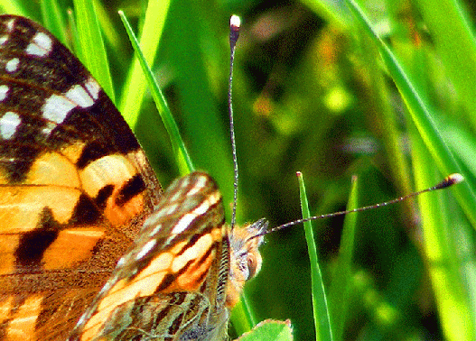 2009-05-cgxa-Distelfalter-Detail