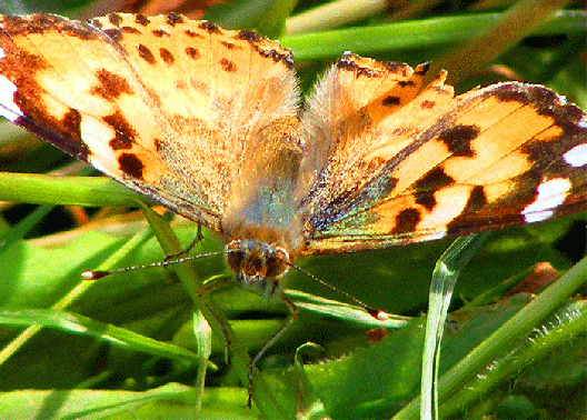 2009-05-cha-Distelfalter - Odenwald