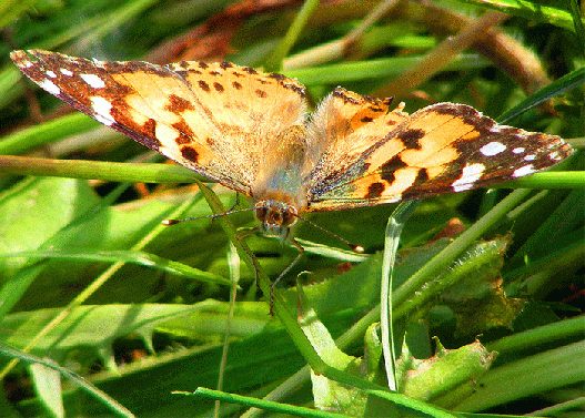 2009-05-chb-Distelfalter - Odenwald